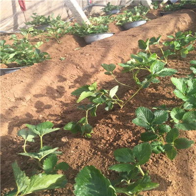 艷麗草莓苗價格解析與農(nóng)民自產(chǎn)自銷的經(jīng)營模式