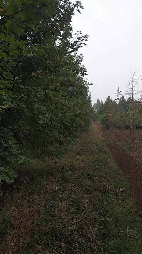 6公分國槐市場價格指南與旭堯苗木種植農(nóng)副產(chǎn)品銷售