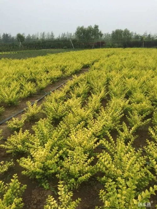 恭賀沭陽縣榮添園林綠化苗木場入駐苗木通 服務一流，價格優(yōu)惠