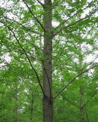 2012河北林木種苗交易會 推動農(nóng)副產(chǎn)品銷售與產(chǎn)業(yè)升級