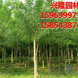 山東濱州興隆景觀苗木銷售公司 優(yōu)質(zhì)速生國槐與白蠟的專業(yè)供應商