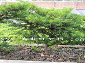 東北紅豆杉保定培育基地苗木47號樹木種植與經(jīng)營