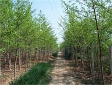 銀杏種植與經(jīng)營的現(xiàn)代化路徑——以山東德誠銀杏苗木基地為例