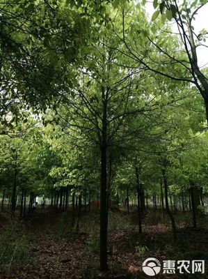 15公分全冠香樟 城市綠化的優(yōu)選苗木及其農(nóng)副產(chǎn)品銷(xiāo)售價(jià)值