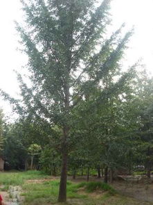 綠色生機(jī)的源泉 探訪(fǎng)招遠(yuǎn)市興義苗木種植專(zhuān)業(yè)合作社