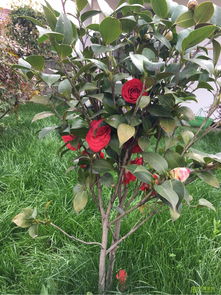 誠(chéng)信經(jīng)營(yíng) 樹(shù)木種植行業(yè)穩(wěn)健發(fā)展的基石